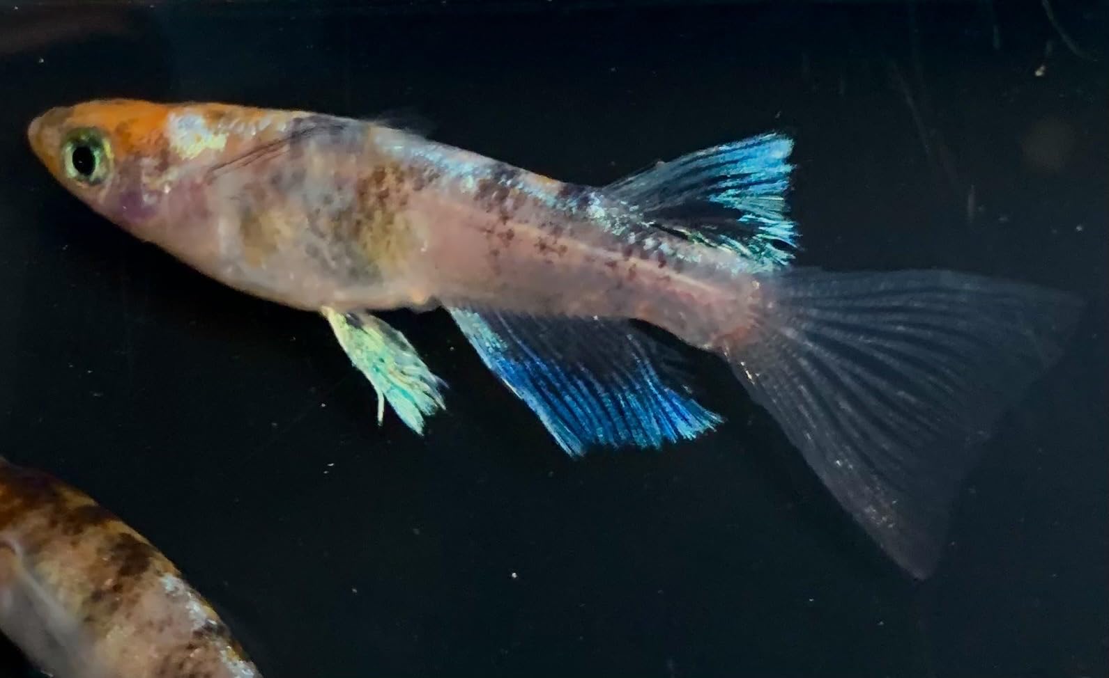 朱光菊リアルロングフィン Amazon | 【広島めだかの里】朱紅菊 リアルロングフィン ︎稚魚8匹